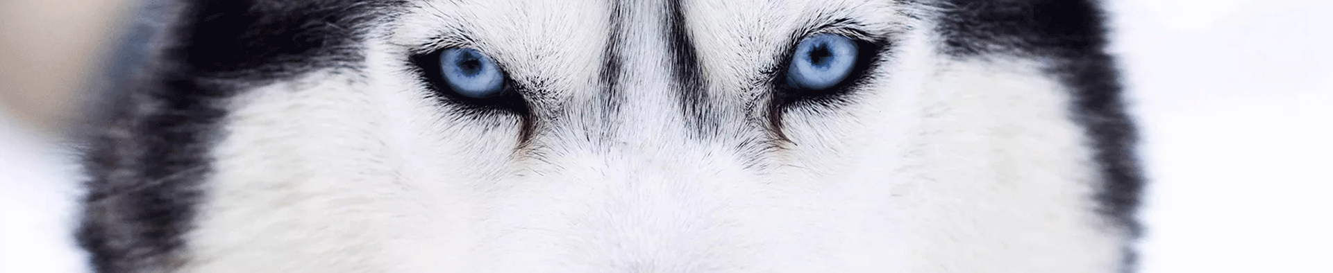 BALADE EN CHIENS DE TRAÎNEAUX A GSTAAD